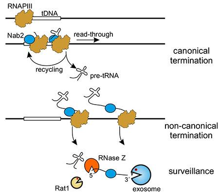 Image from Tollervey paper, Genome Research 2016