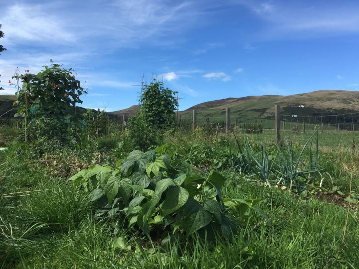 Photo of Easter Bush campus vegetable garden