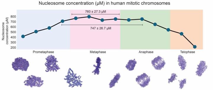 Images of cells for Earnshaw lab paper August 2024