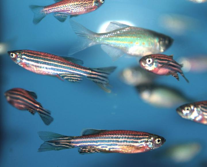 Zebra fish