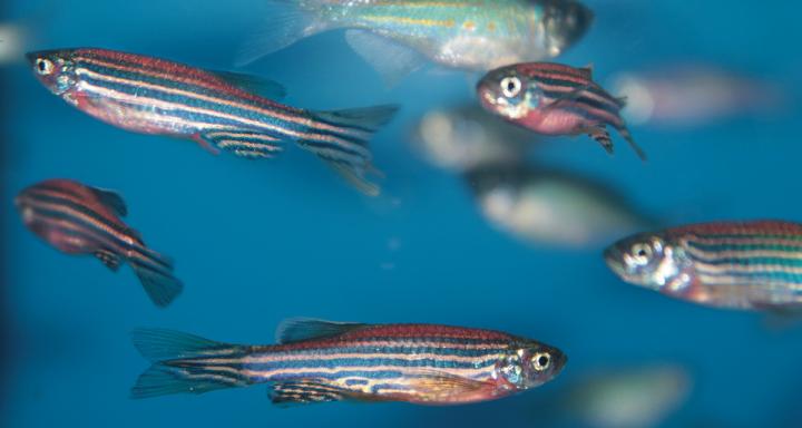 Zebra Fish