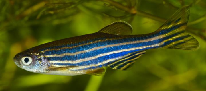 Zebrafish