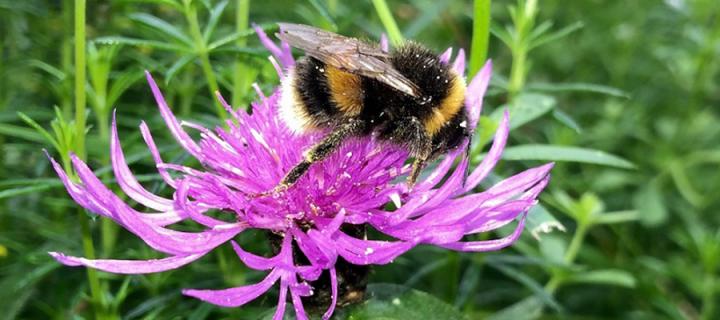 Photo of a bumble bee on a purple flower