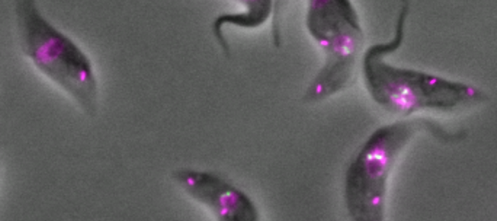 Phot of cell biology research from Bungo Akiyoshi