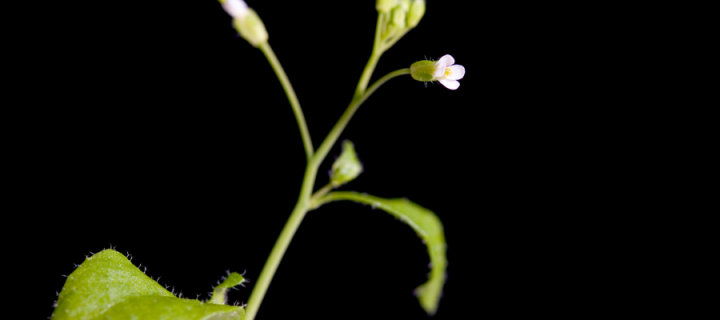 Arabidopsis thaliana
