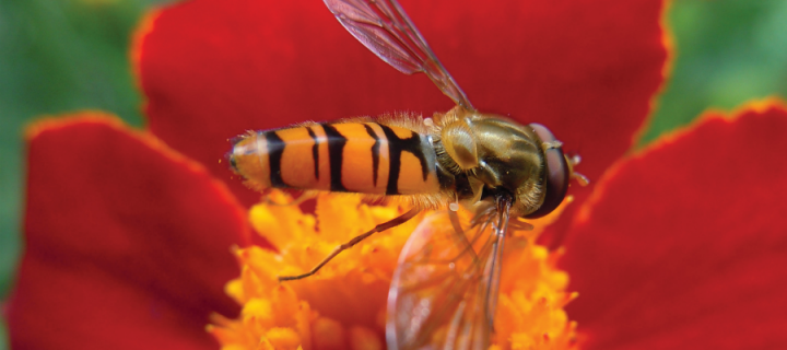 MSc Biodiversity and Taxonomy of Plants