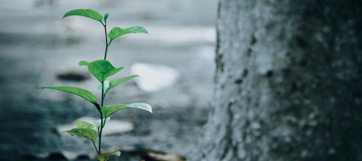 small tree shoot growing next to larger tree trunk