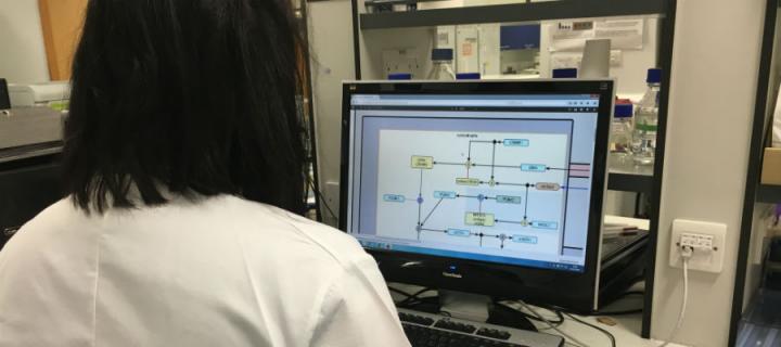 Person at a computer using software that models the testis