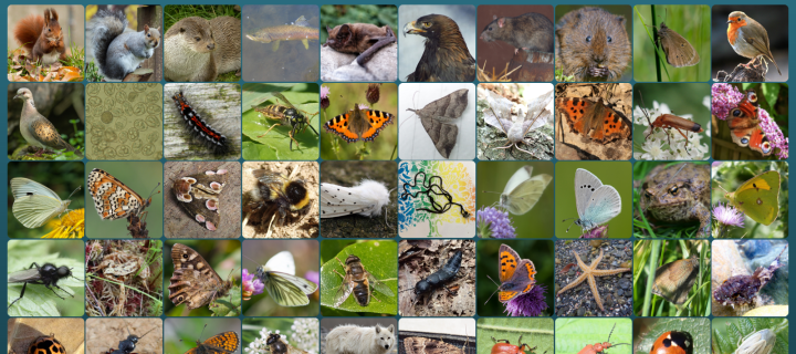 Some of the first 1000 species the Darwin project has analysed. Graphic by Luke Lythgoe, Wellcome Sanger Institute. CCBY-4.0
