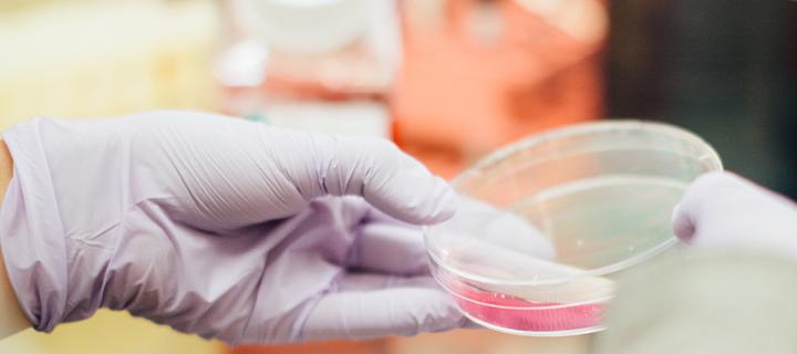 Photo of a gloved hand holding a petri dish with pink fluid in it