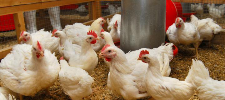 Chickens