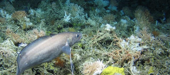 A greater forkbeard swims above cold-water corals and sponges at the Logachev Mound Province.