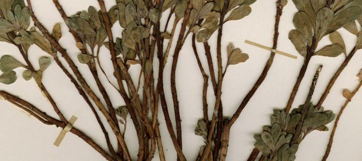 Euphorbia davisii specimen