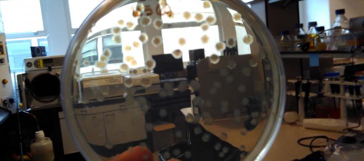 Bacterial colonies on a Petri dish