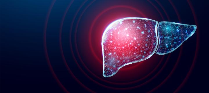 3D computer generated image of liver on blue background showing a network of connections in the liver