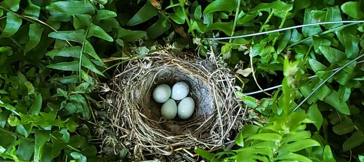 Nest