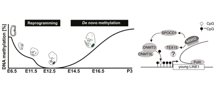Illustration of Donal O'Carroll's research