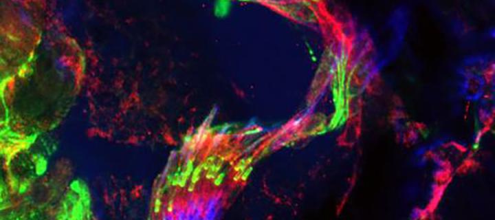Colourful microscope cell image