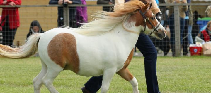Rio with owner Donna Riley at the 2015 Royal Highland Show.