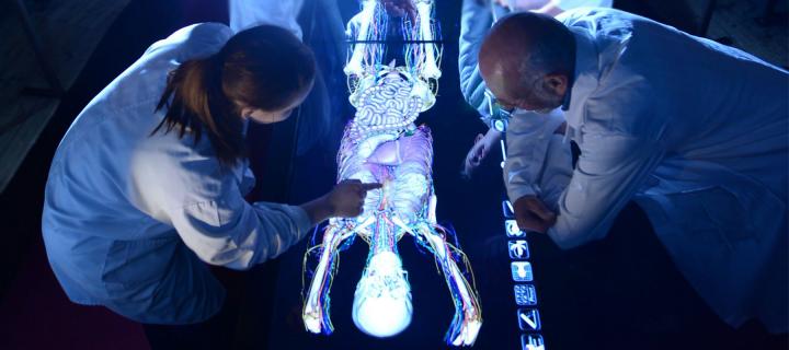 A group of people viewing the digital display of the Virtual Cadaver system
