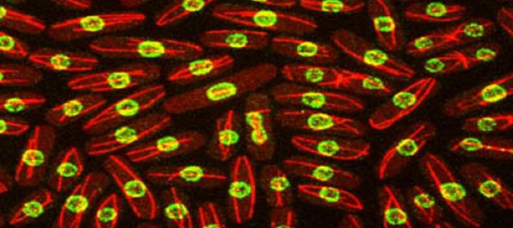 Read and yellow microscopic image from COIL