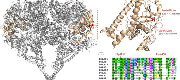 Scientific diagramme of DNA missene mutations