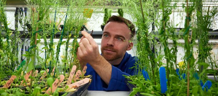 Man in blue coat adjusts tray of green foliage