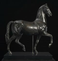 Anatomical Figure of a Horse