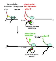 Image from Beggs Mol Cell 2014