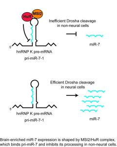 Image from Rappsilber paper, Genes & Dev 2013