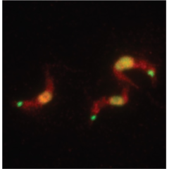 Image from Allshire paper, eLife 2022