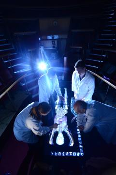 Virtual cadaver