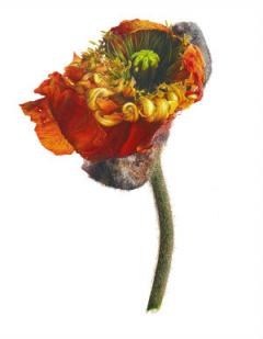 Papaver, June poppy
