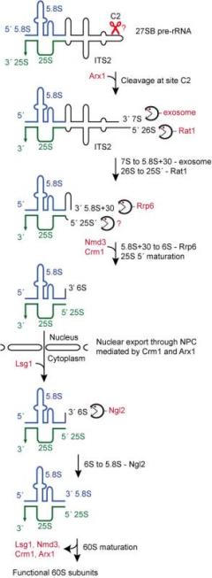 Image fromTollervey paper, Molecular Cell Biology 2010