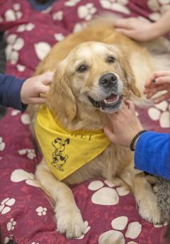 Four-legged friend at Paws on Campus