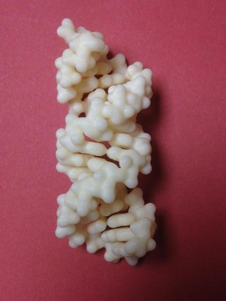 Photo of 3D printed protein structures