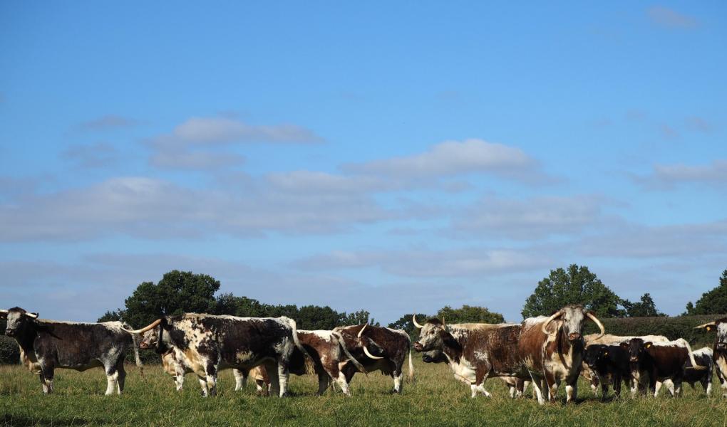 cows in a field