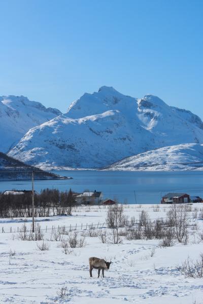 Young deer stood in a snow covered field with snow covered mountains and a body of water in the distance.