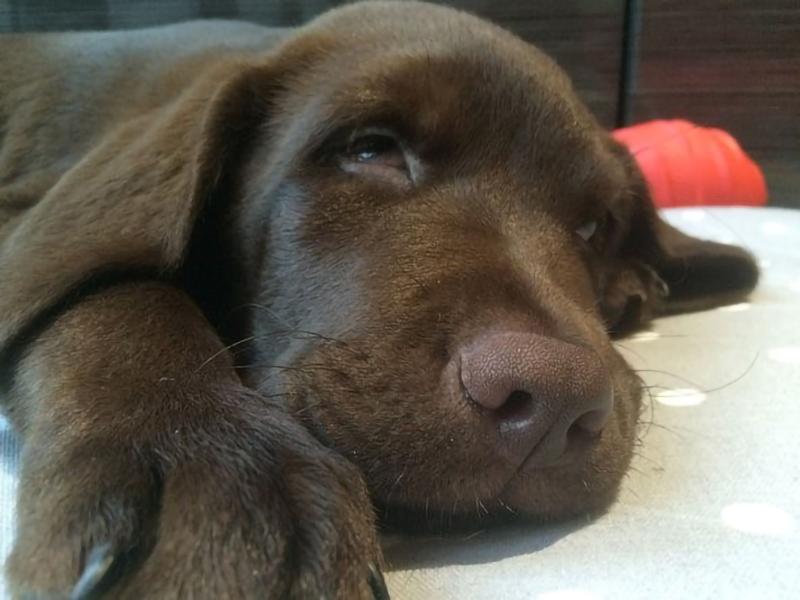Dog sleeping