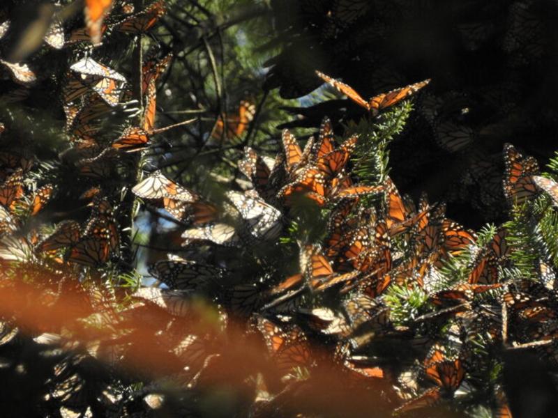 butterflies on a branch