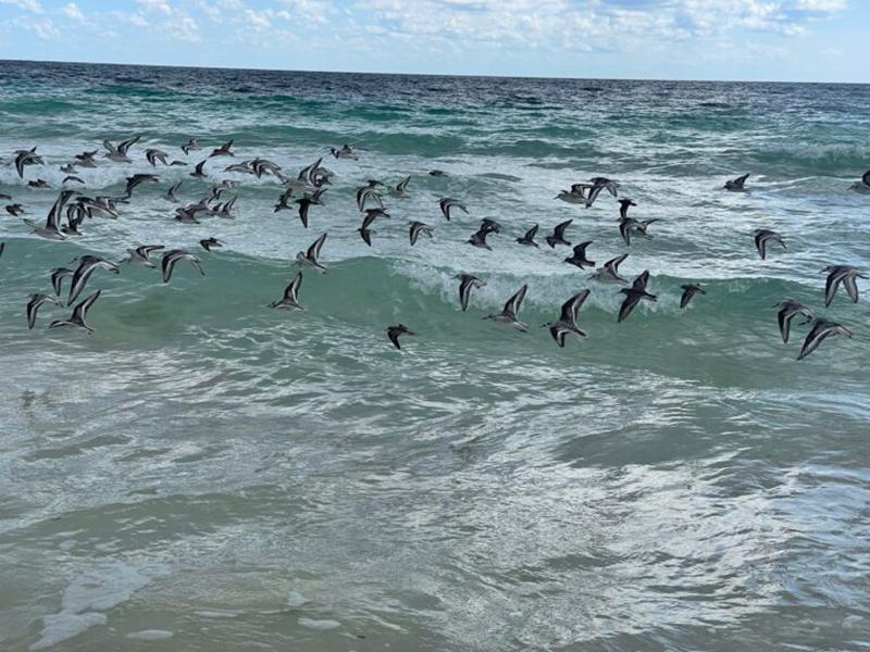 birds flying over waves