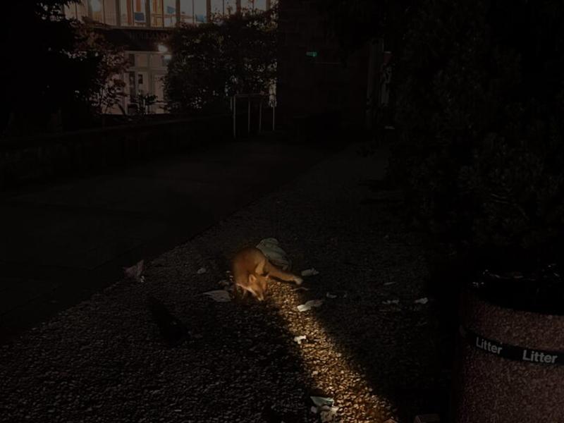 Fox Comes Out of the Forest