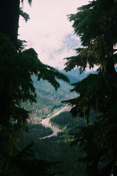 Highway emerging through trees, cutting through the landscape