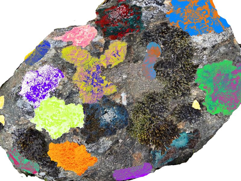 lichen growing on rock