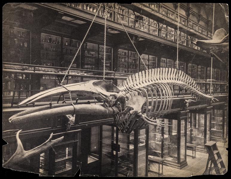 Anatomical Museum in the University of Edinburgh Medical School, Teviot Place. Designed by Robert Rowand Anderson